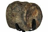 Fossil Mosasaur Vertebra w/ Metal Stand - Texas #316049-2